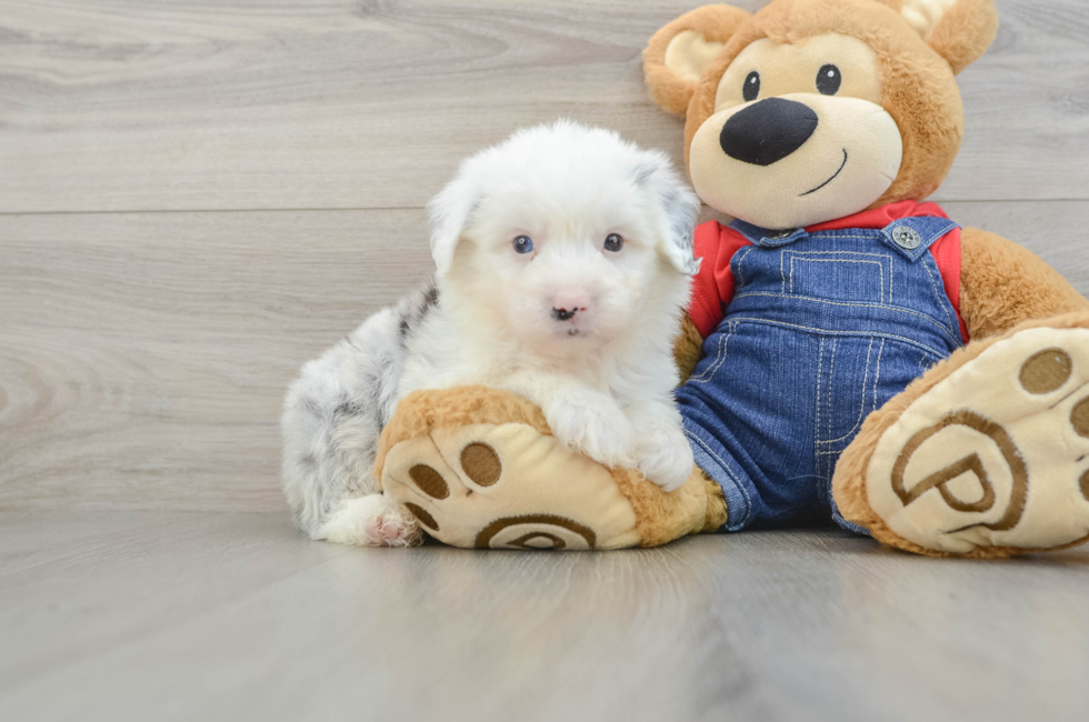 5 week old Mini Sheepadoodle Puppy For Sale - Florida Fur Babies