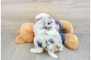 Mini Sheepadoodle Puppy for Adoption