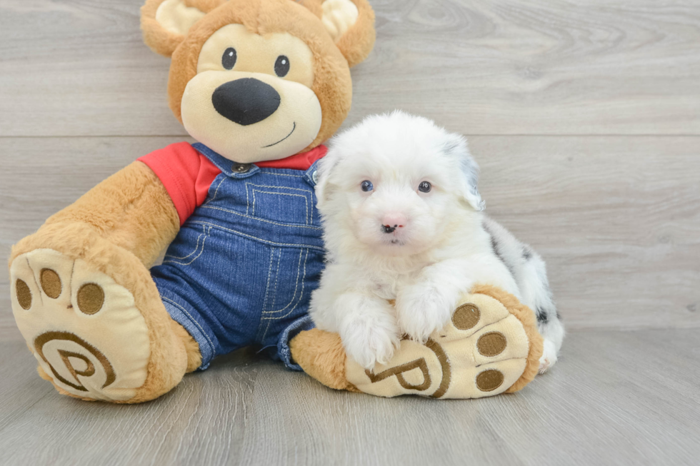 Energetic Mini Sheepapoo Poodle Mix Puppy
