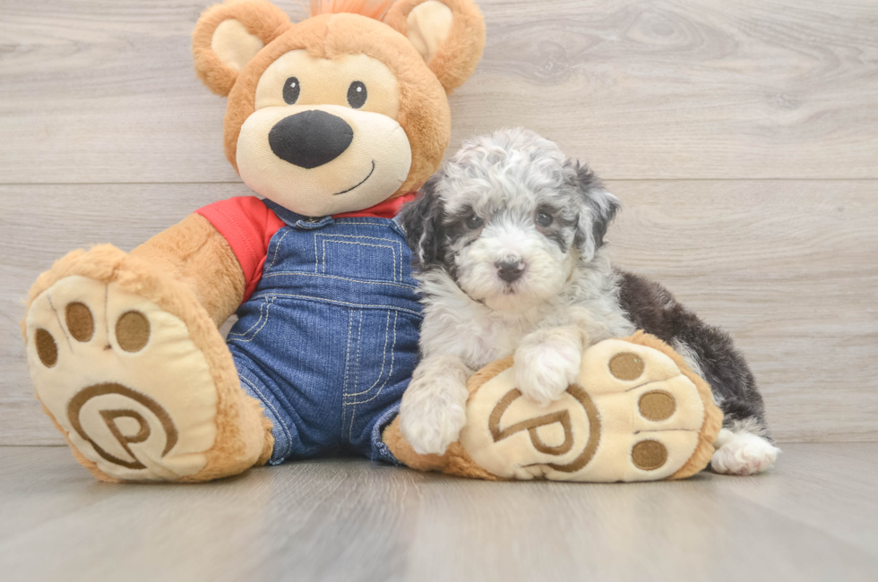 5 week old Mini Sheepadoodle Puppy For Sale - Florida Fur Babies