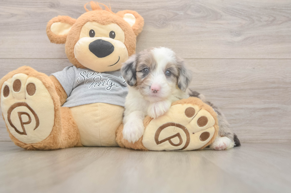 5 week old Mini Sheepadoodle Puppy For Sale - Florida Fur Babies