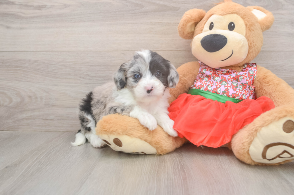5 week old Mini Sheepadoodle Puppy For Sale - Florida Fur Babies