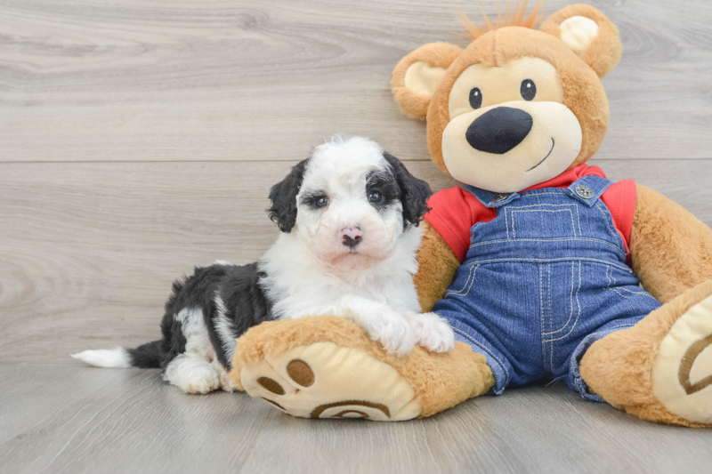 Meet Kimmy - our Mini Sheepadoodle Puppy Photo 1/3 - Florida Fur Babies