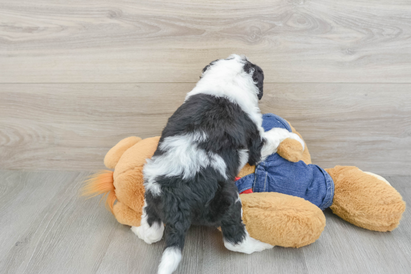 Meet Kimmy - our Mini Sheepadoodle Puppy Photo 2/3 - Florida Fur Babies