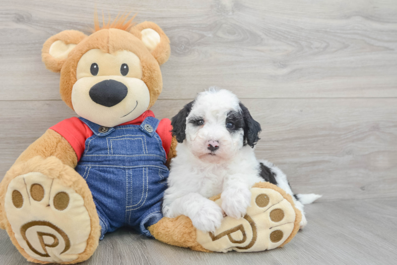 Meet Kimmy - our Mini Sheepadoodle Puppy Photo 3/3 - Florida Fur Babies