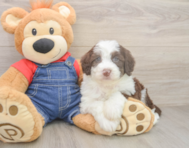 5 week old Mini Sheepadoodle Puppy For Sale - Florida Fur Babies