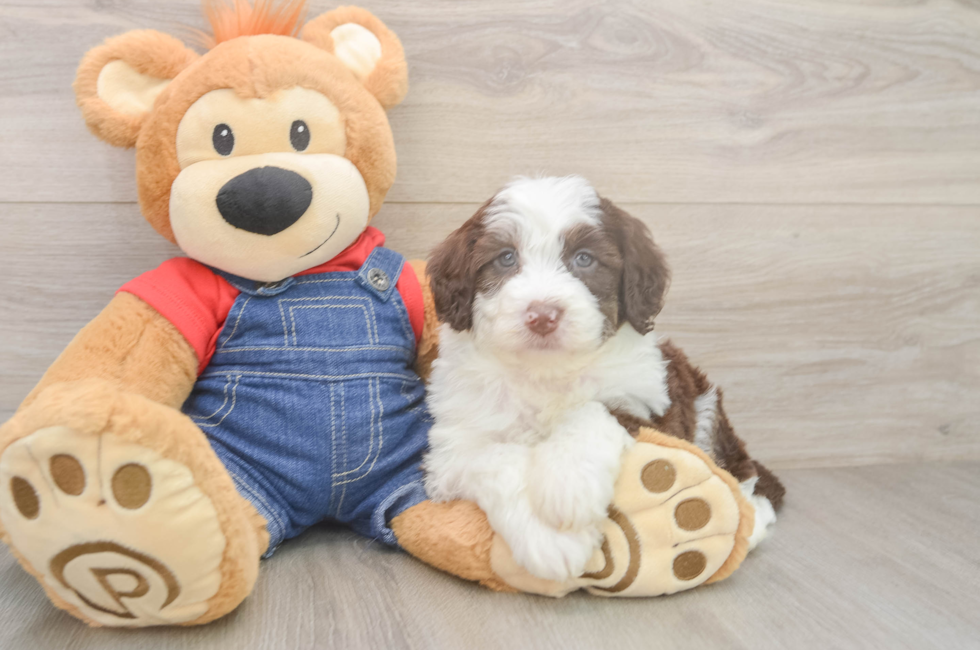 5 week old Mini Sheepadoodle Puppy For Sale - Florida Fur Babies
