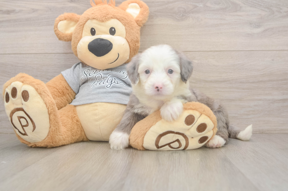 5 week old Mini Sheepadoodle Puppy For Sale - Florida Fur Babies