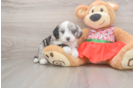 Mini Sheepadoodle Pup Being Cute