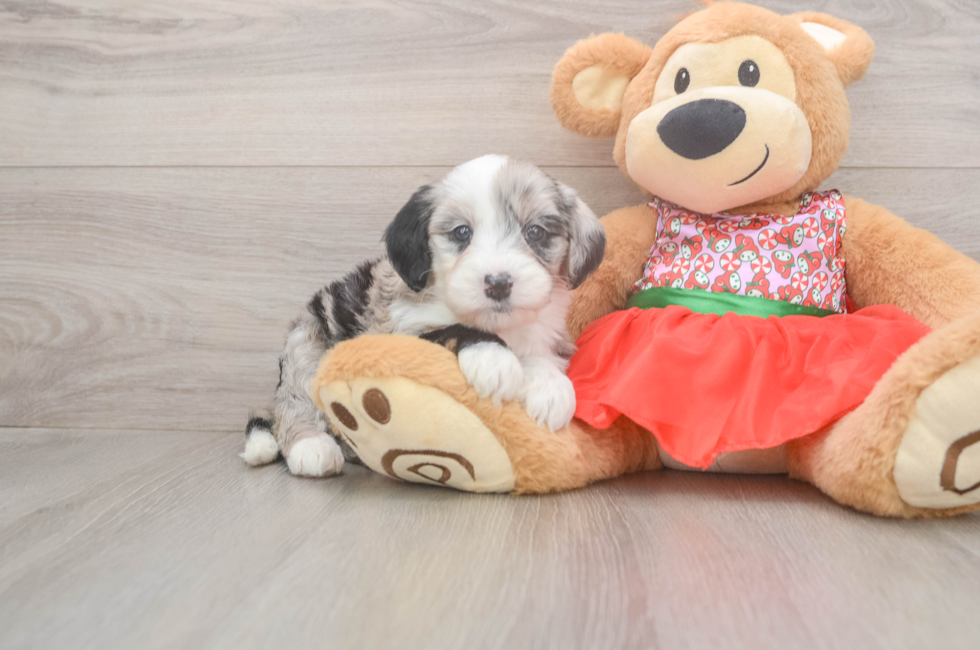5 week old Mini Sheepadoodle Puppy For Sale - Florida Fur Babies