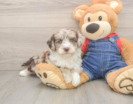5 week old Mini Sheepadoodle Puppy For Sale - Florida Fur Babies