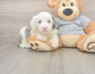 8 week old Mini Sheepadoodle Puppy For Sale - Florida Fur Babies