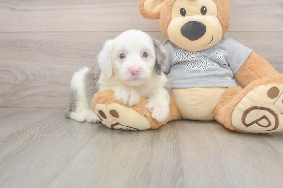 5 week old Mini Sheepadoodle Puppy For Sale - Florida Fur Babies