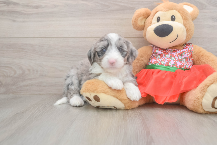Friendly Mini Sheepadoodle Baby
