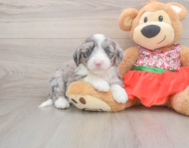 7 week old Mini Sheepadoodle Puppy For Sale - Florida Fur Babies