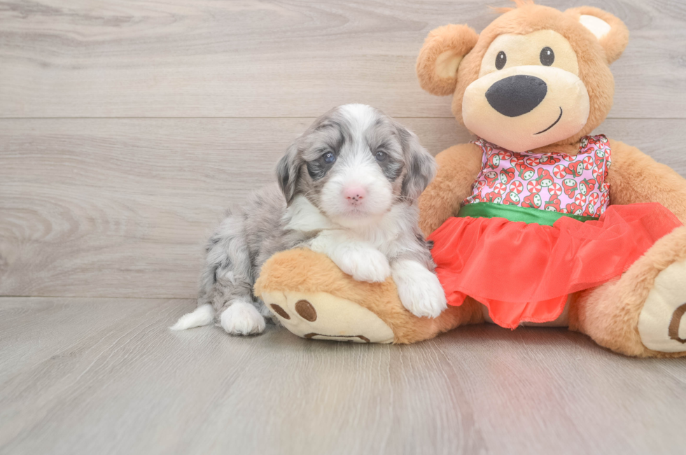 5 week old Mini Sheepadoodle Puppy For Sale - Florida Fur Babies