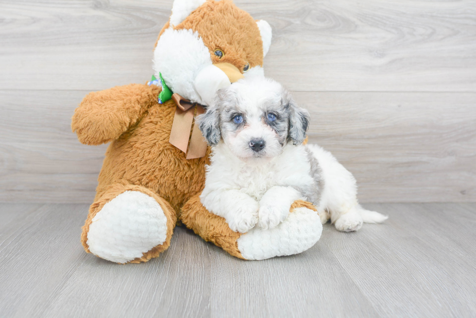 Cute Mini Sheepadoodle Poodle Mix Pup