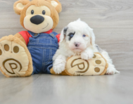 5 week old Mini Sheepadoodle Puppy For Sale - Florida Fur Babies