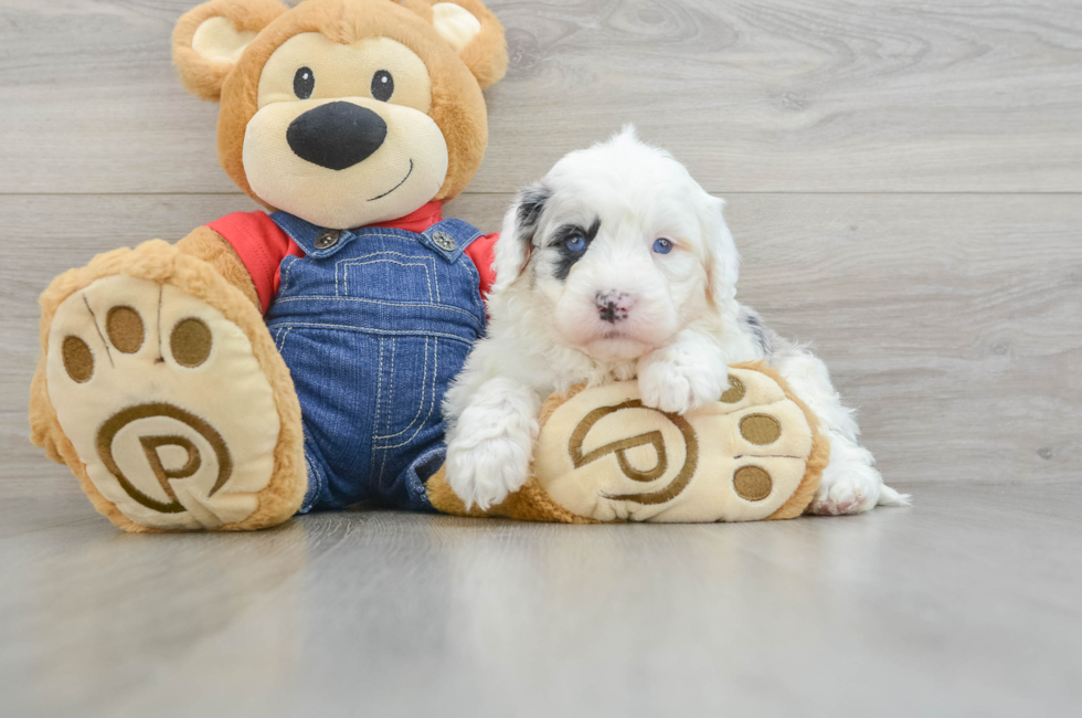 8 week old Mini Sheepadoodle Puppy For Sale - Florida Fur Babies