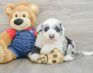 5 week old Mini Sheepadoodle Puppy For Sale - Florida Fur Babies