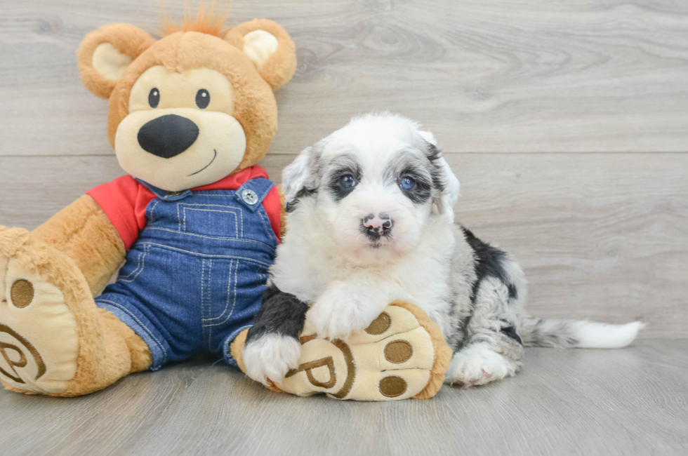 5 week old Mini Sheepadoodle Puppy For Sale - Florida Fur Babies
