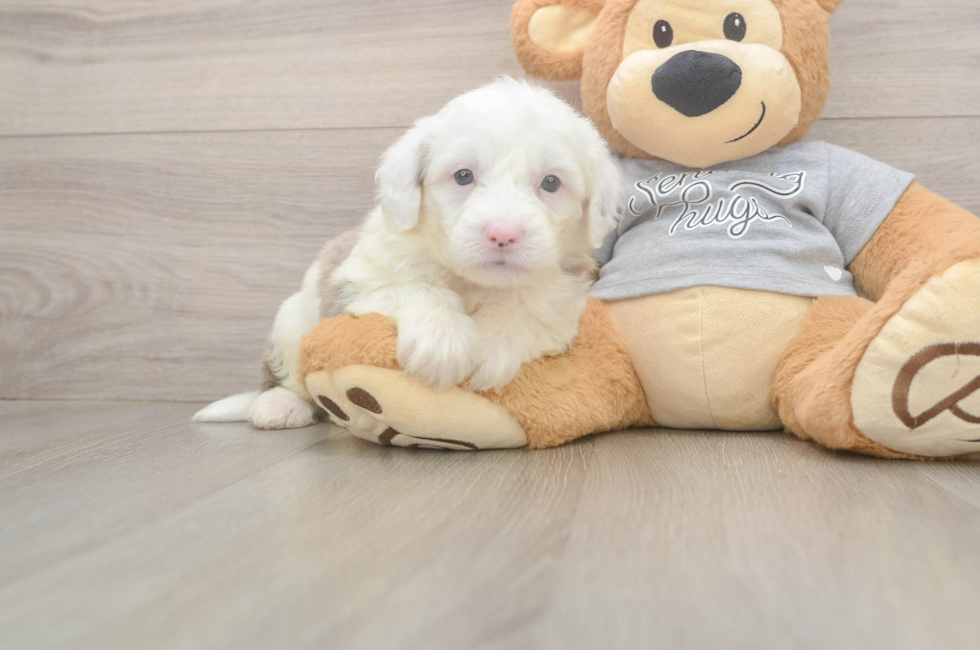 5 week old Mini Sheepadoodle Puppy For Sale - Florida Fur Babies