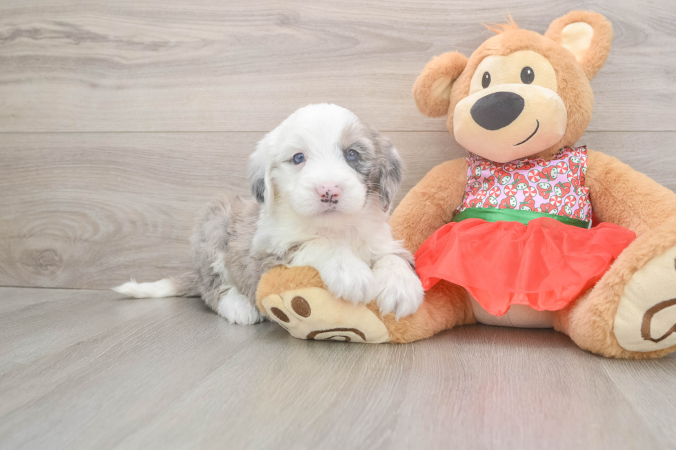Mini Sheepadoodle Pup Being Cute