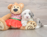 5 week old Mini Sheepadoodle Puppy For Sale - Florida Fur Babies