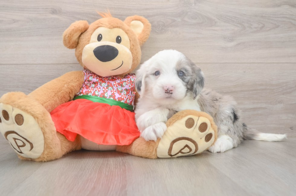 5 week old Mini Sheepadoodle Puppy For Sale - Florida Fur Babies