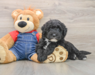 5 week old Mini Sheepadoodle Puppy For Sale - Florida Fur Babies