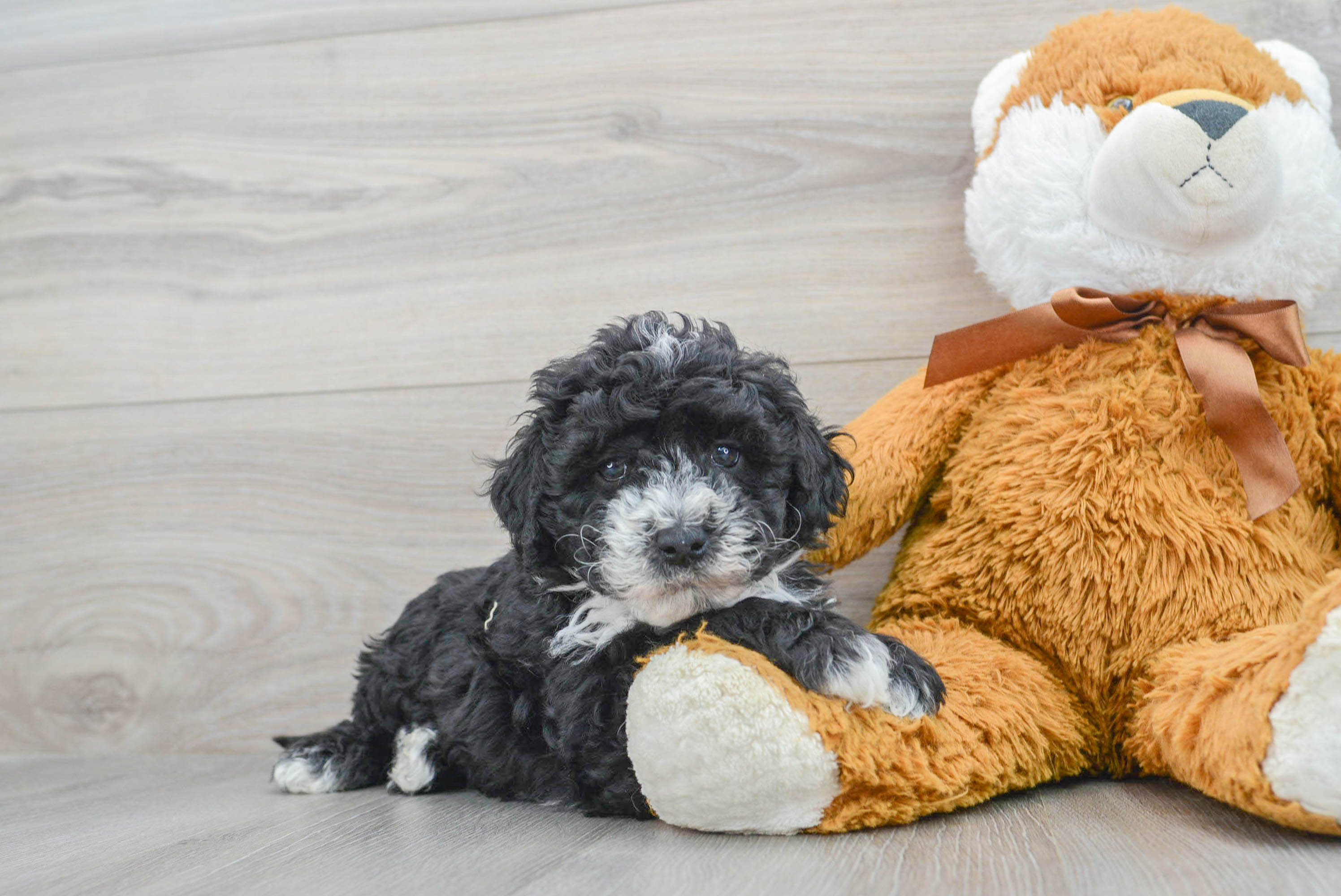 Baby sheepadoodle 2024