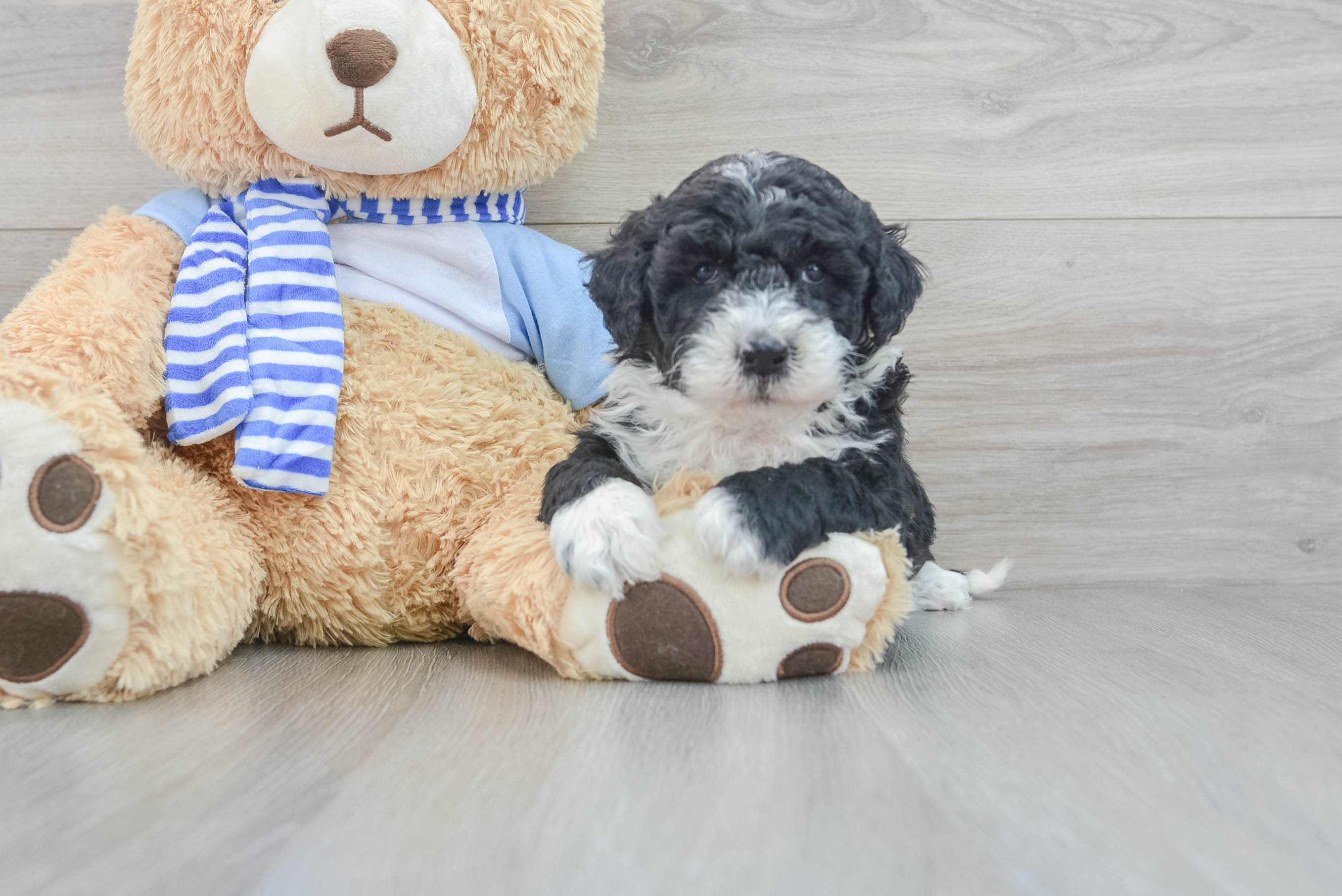 Sheepadoodle puppies 2024 for adoption