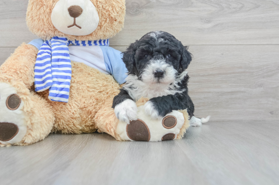 5 week old Mini Sheepadoodle Puppy For Sale - Florida Fur Babies
