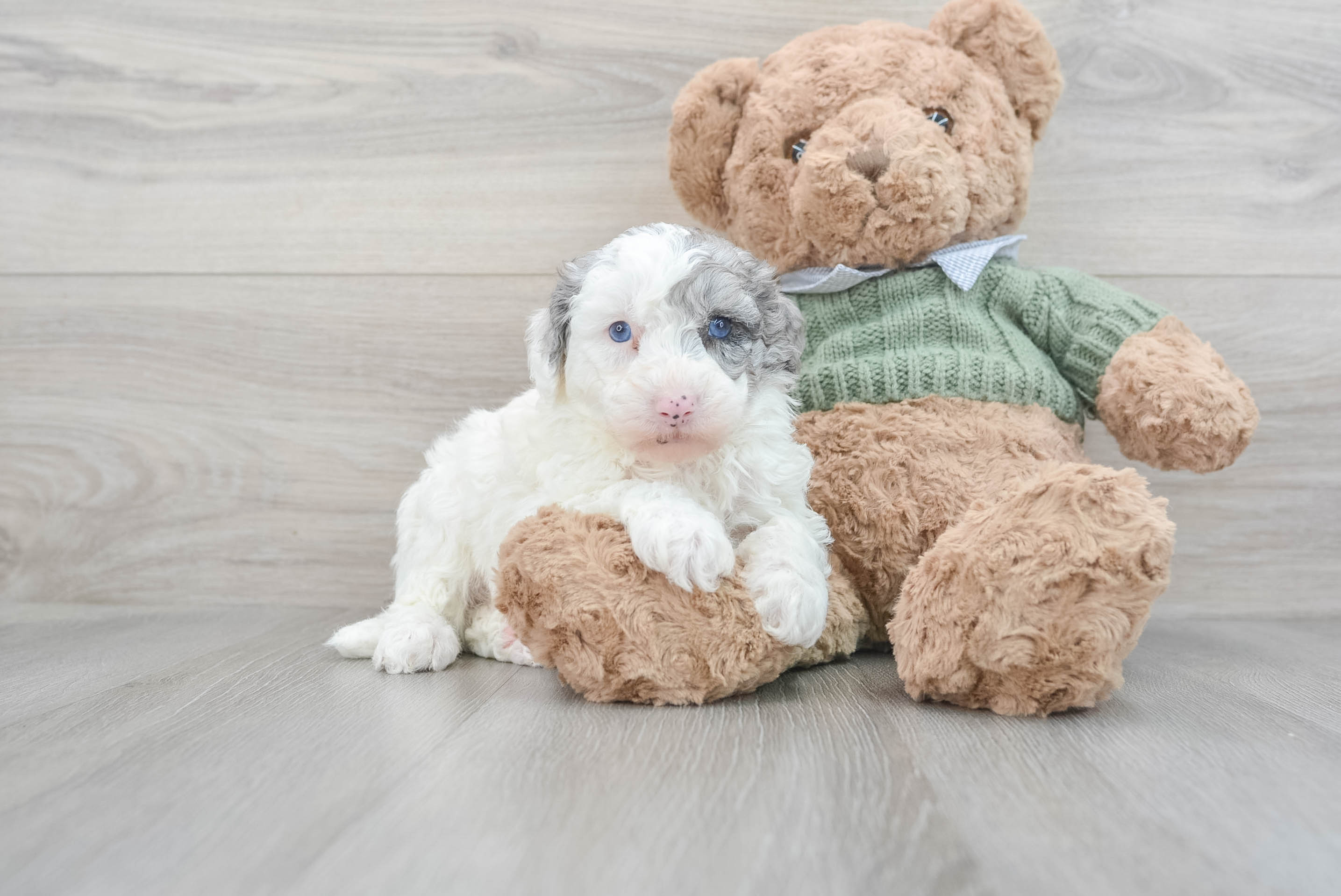 Sheep sales a poodle