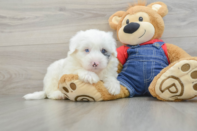 Meet Kong - our Mini Sheepadoodle Puppy Photo 1/3 - Florida Fur Babies