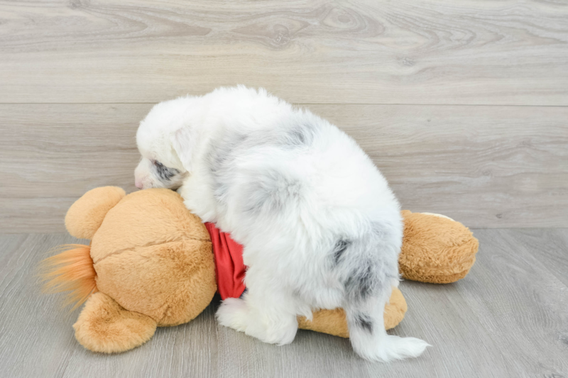Meet Kong - our Mini Sheepadoodle Puppy Photo 2/3 - Florida Fur Babies