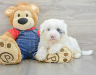 5 week old Mini Sheepadoodle Puppy For Sale - Florida Fur Babies