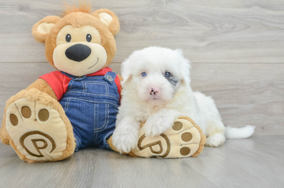 5 week old Mini Sheepadoodle Puppy For Sale - Florida Fur Babies