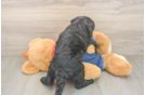 Little Sheeppoo Poodle Mix Puppy