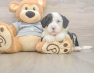8 week old Mini Sheepadoodle Puppy For Sale - Florida Fur Babies