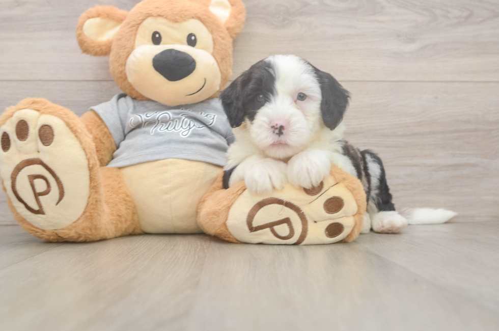 5 week old Mini Sheepadoodle Puppy For Sale - Florida Fur Babies