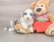 5 week old Mini Sheepadoodle Puppy For Sale - Florida Fur Babies