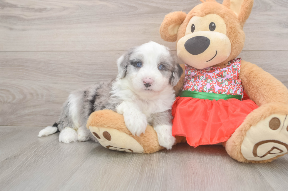 5 week old Mini Sheepadoodle Puppy For Sale - Florida Fur Babies