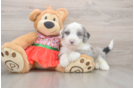 Mini Sheepadoodle Puppy for Adoption