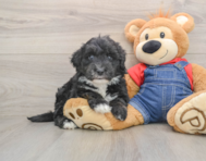 5 week old Mini Sheepadoodle Puppy For Sale - Florida Fur Babies