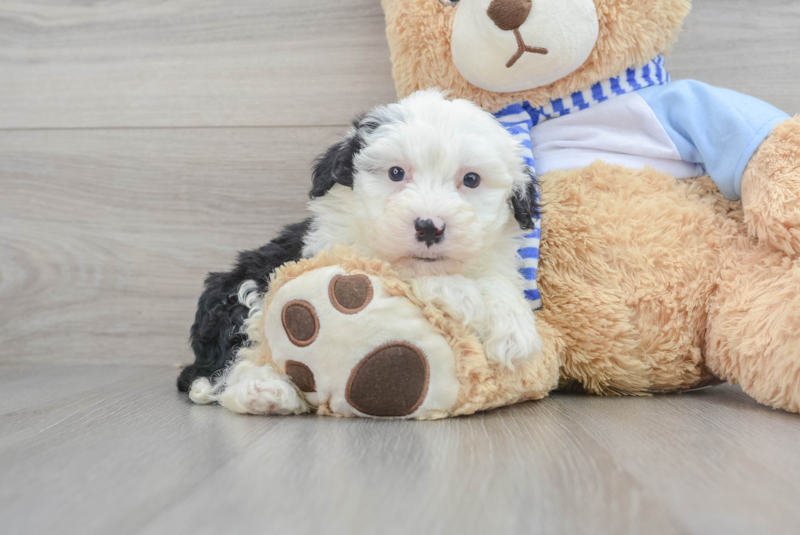 Meet Maeve - our Mini Sheepadoodle Puppy Photo 1/3 - Florida Fur Babies