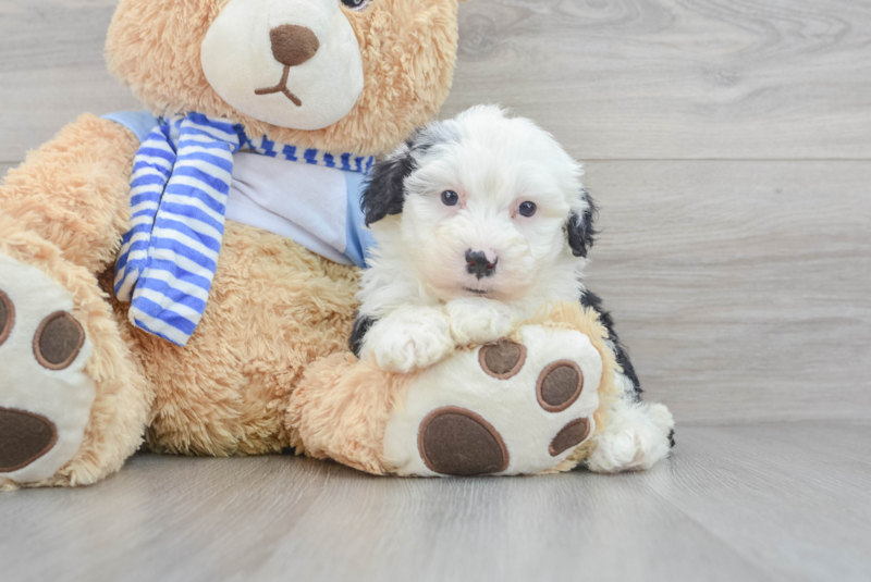 Meet Maeve - our Mini Sheepadoodle Puppy Photo 3/3 - Florida Fur Babies