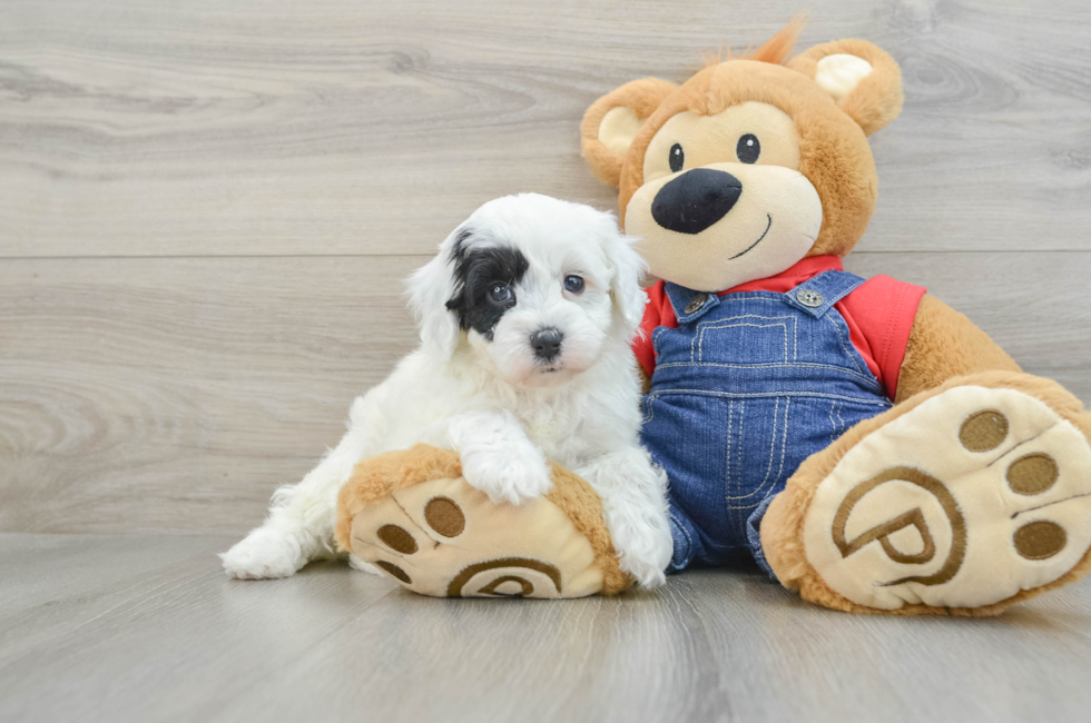 7 week old Mini Sheepadoodle Puppy For Sale - Florida Fur Babies