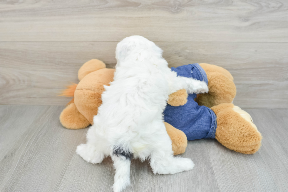 Petite Mini Sheepadoodle Poodle Mix Pup