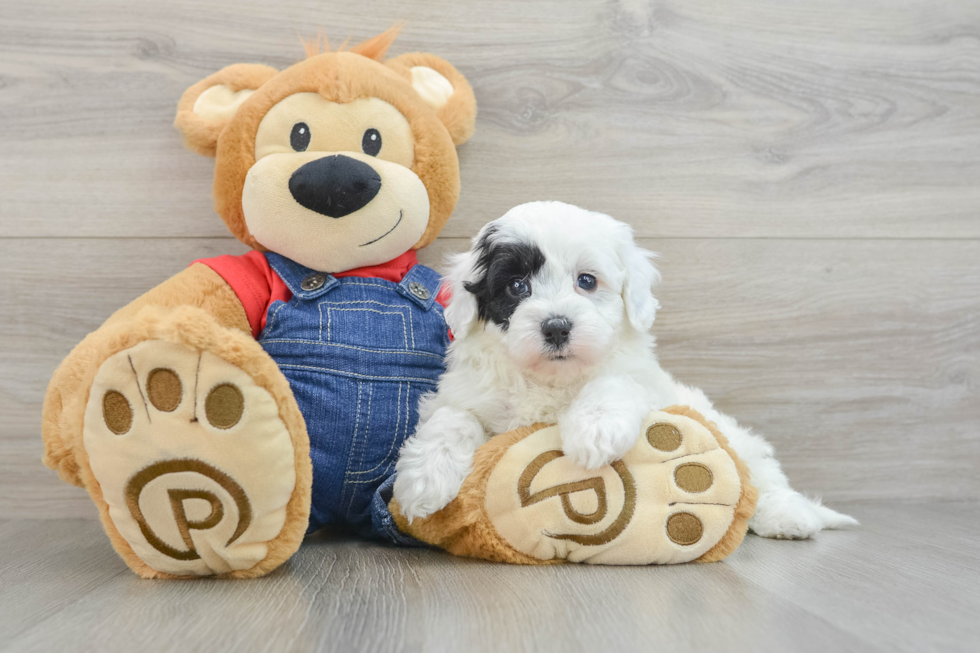 Mini Sheepadoodle Puppy for Adoption